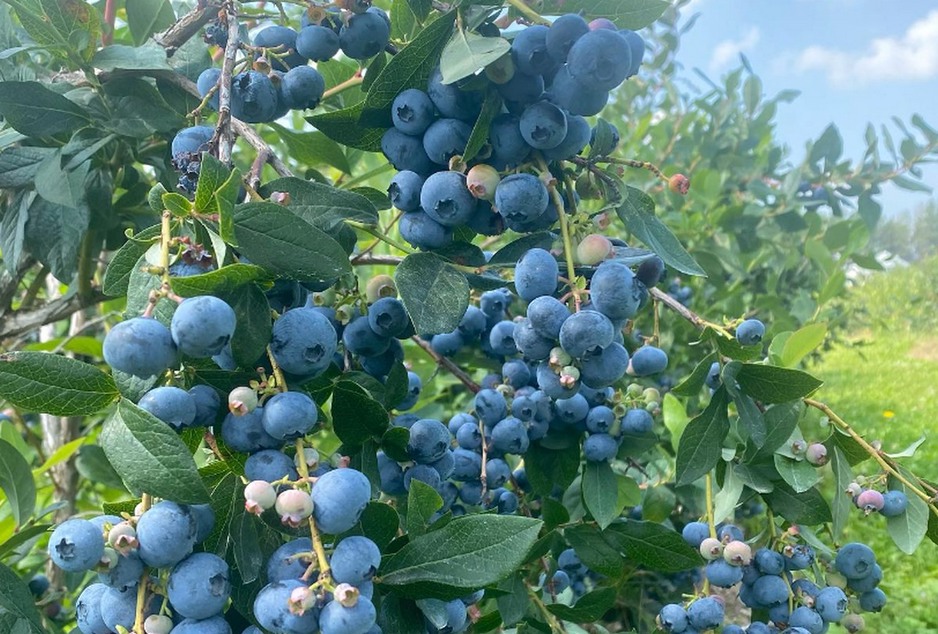 Ontario blueberries thrive in rainy season