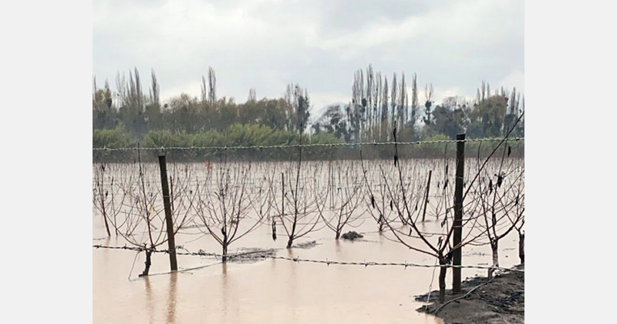 La cosecha de cítricos chilenos se ha visto afectada por fuertes lluvias e inundaciones