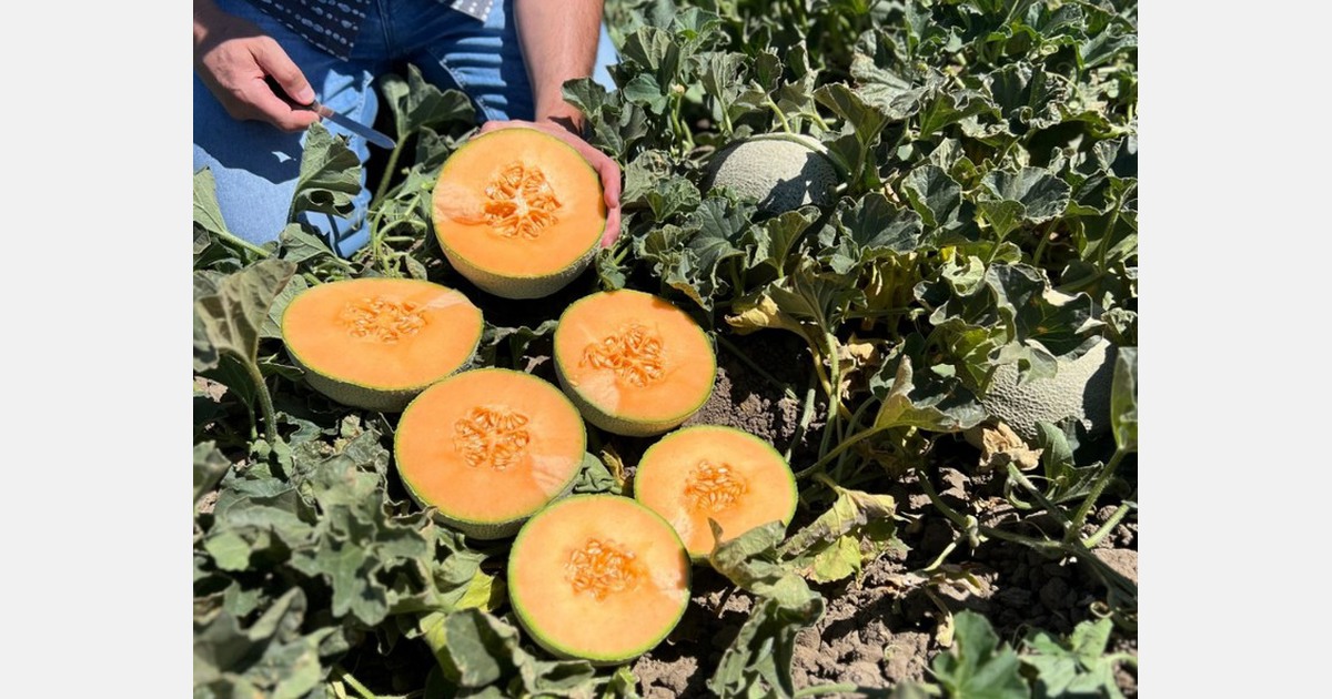 Classic Fruit Merges with Westside Produce to Secure Year‑Round Melon Supply