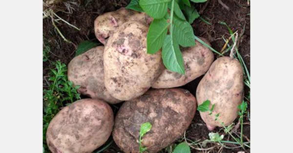 Kwale growers urged to embrace potato farming