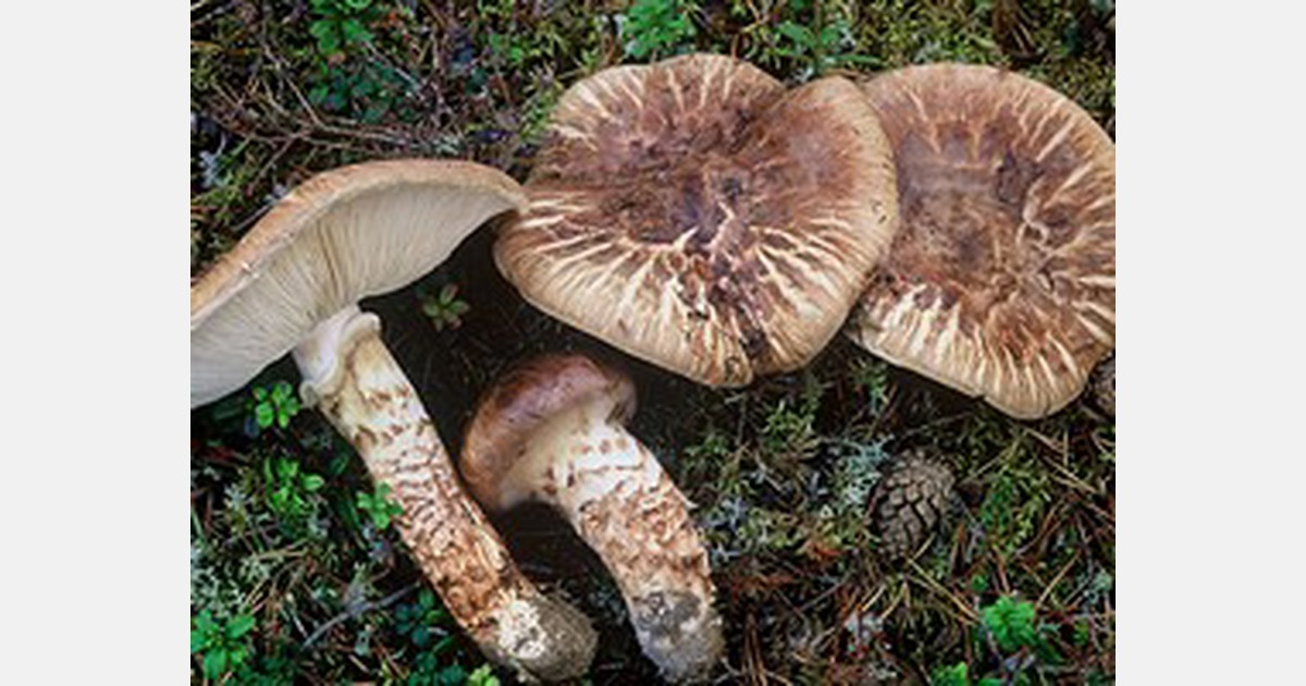 Commercial Matsutake mushroom season to commence in Oregon next week