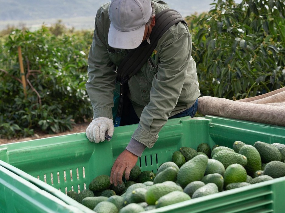 Prices Moderating On Avocados
