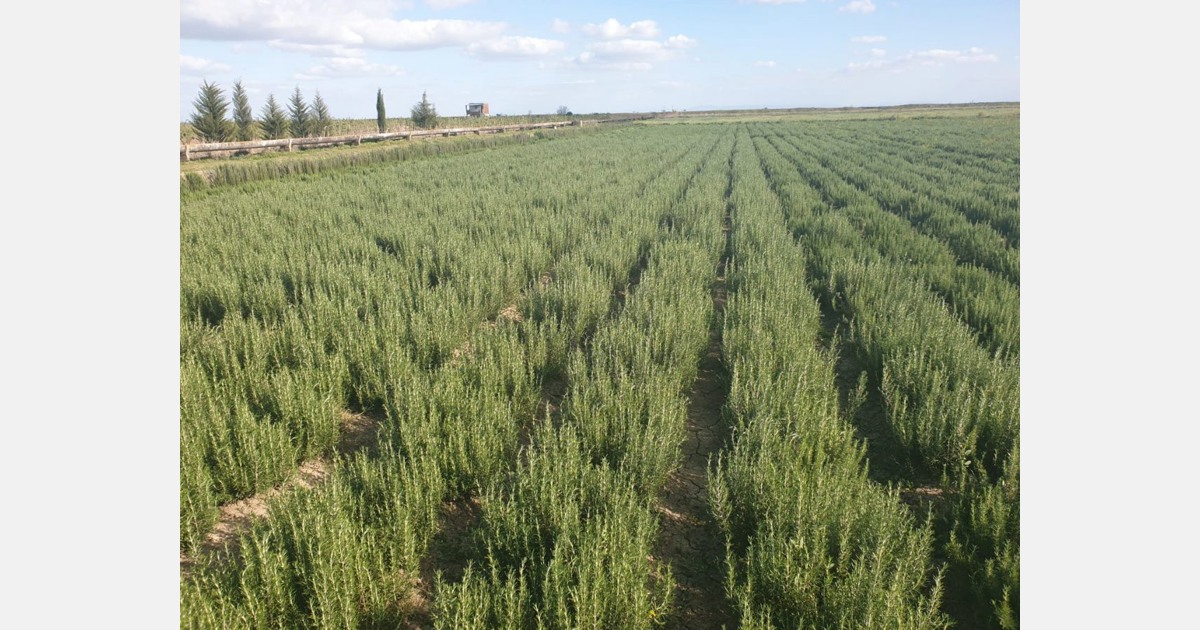 Moroccan rosemary abundant production and high carnosic acid consistency
