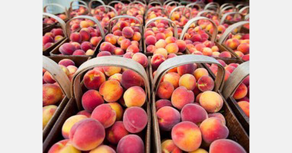 New varieties and an early start to Niagara’s peach season