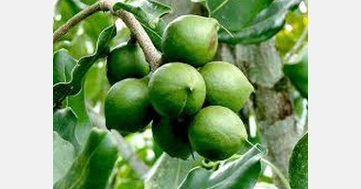 Kenyan macadamia growers urged not to give up on their produce
