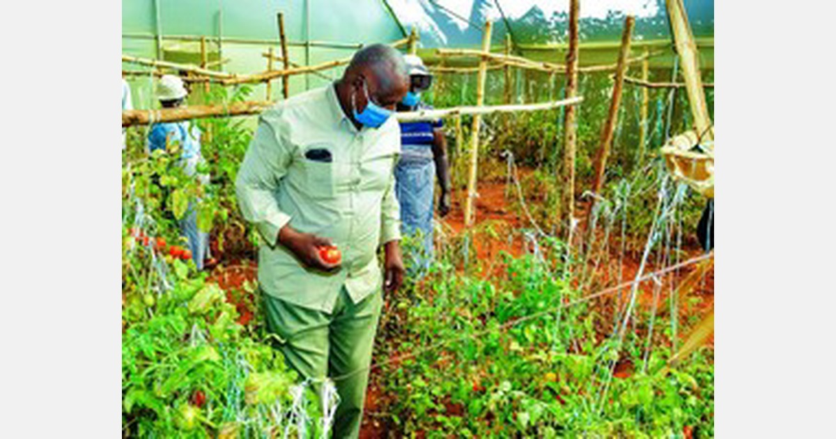 County government of Kirinyaga aims at increasing tomato production