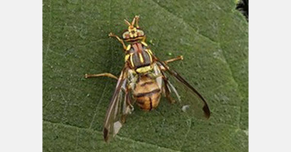 Unusually high exotic fruit fly season in California