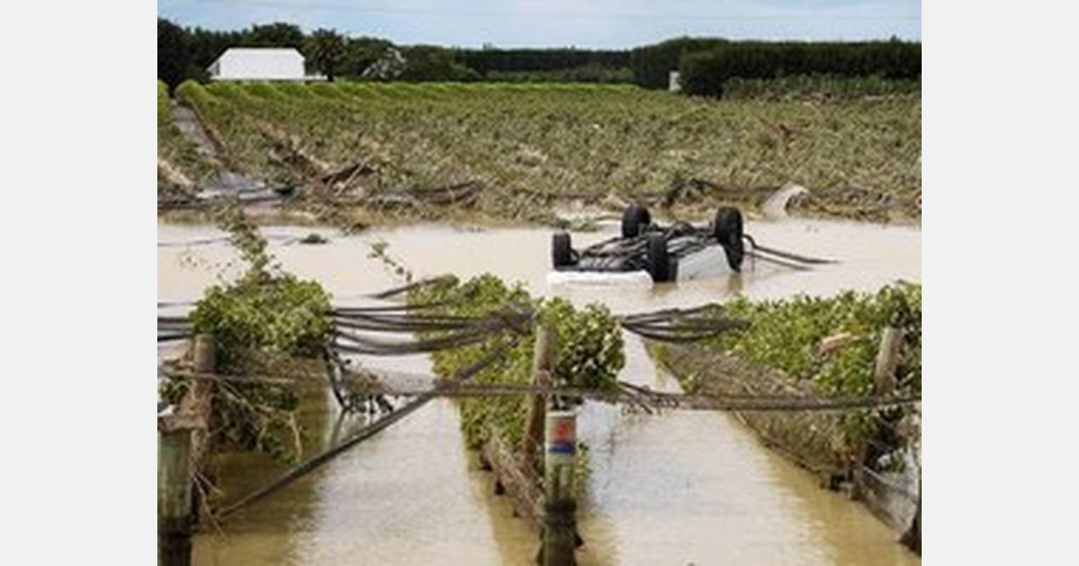 Hawke's Bay orchardists are waiting to see if their trees will recover