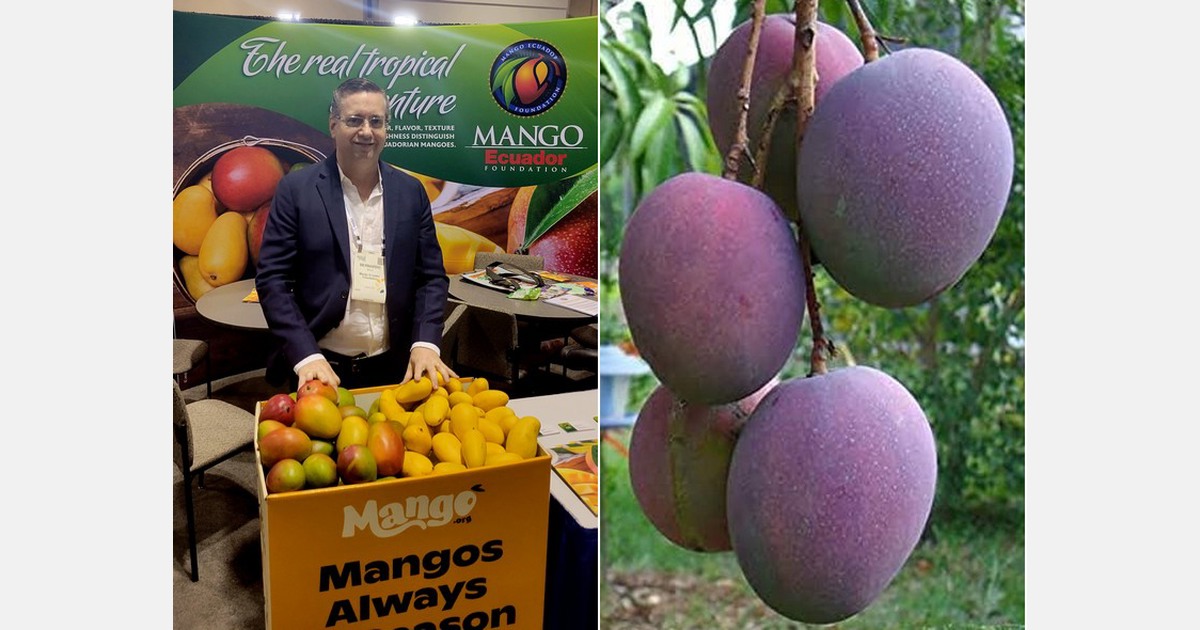 Ecuadorian mango volume significantly impacted by El Niño
