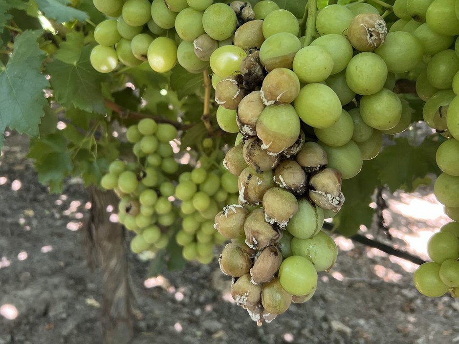 California table grape growers need 30/box to break even