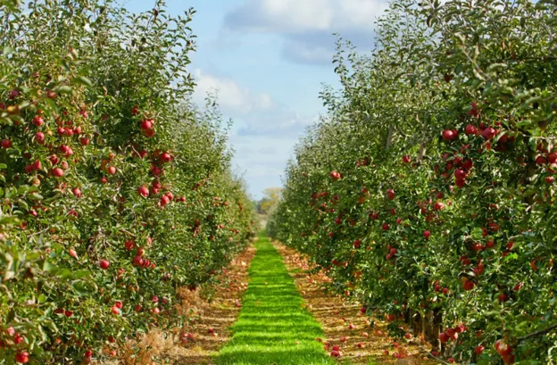 Honeycrisp  Applewood Fresh Growers LLC