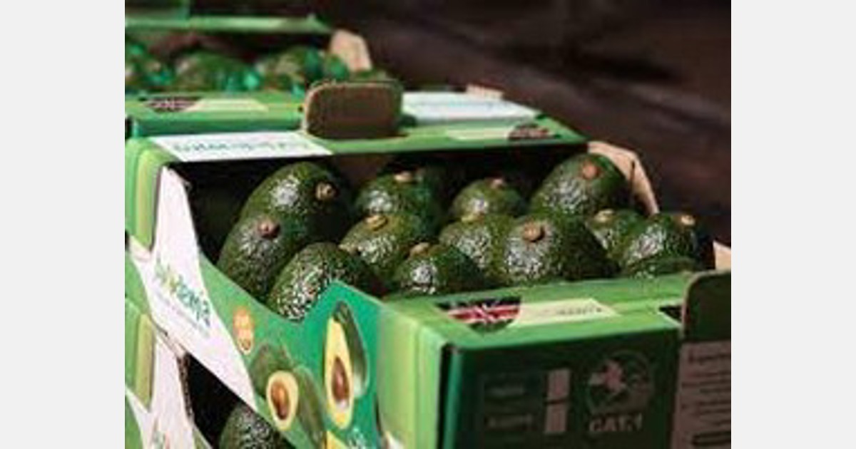 First consignment of Kenyan avocados leaves for India