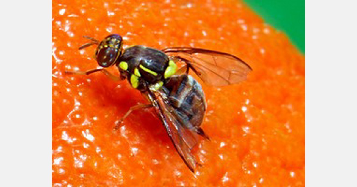 APHIS removes the Oriental Fruit Fly Quarantine in Fountain Valley ...