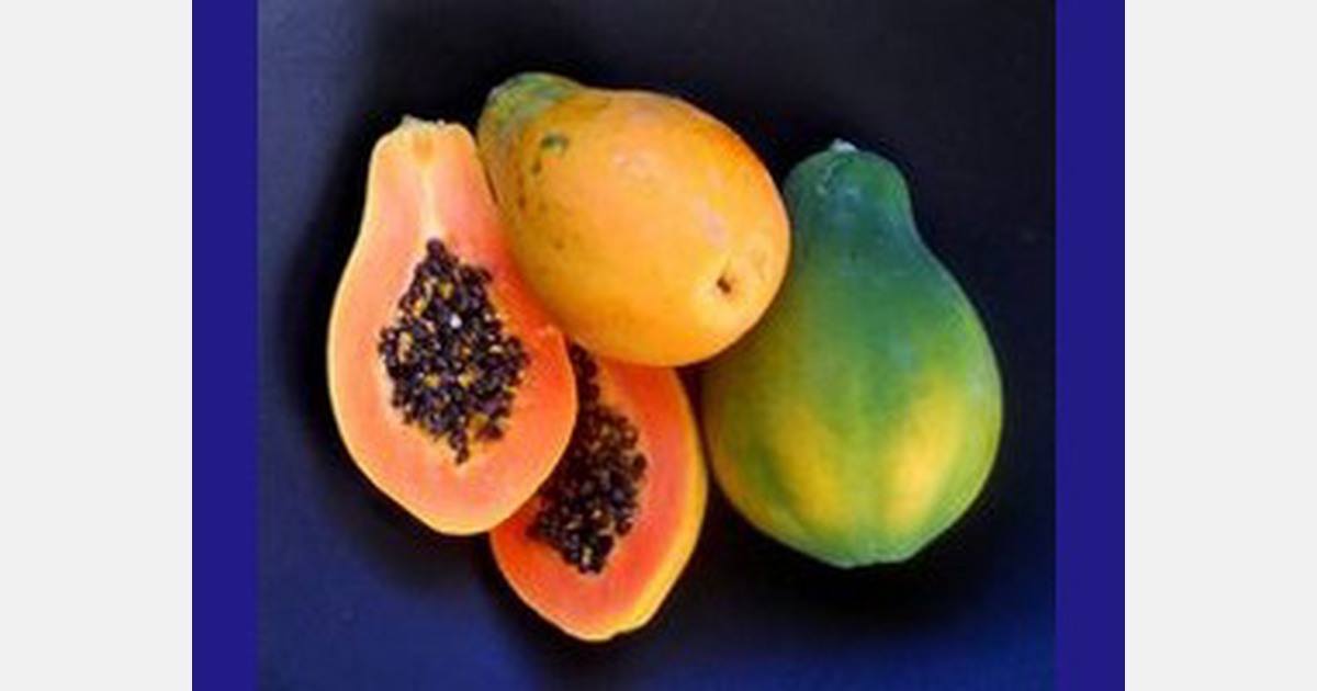 Hawaiian papaya sector has recovered significantly in 2023