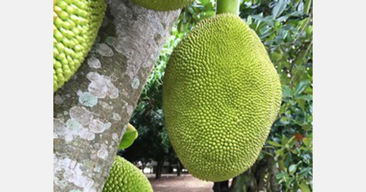BAR introduces new jackfruit, which does not require glue for grafting