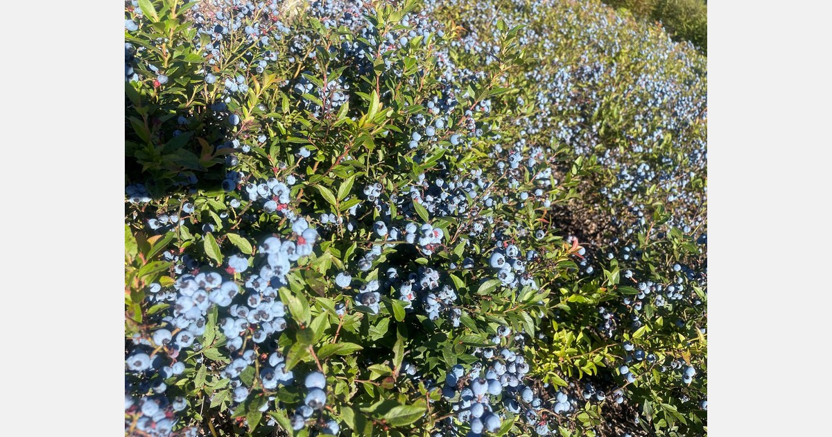 “Wild blueberries contain twice as many antioxidants as cultivated