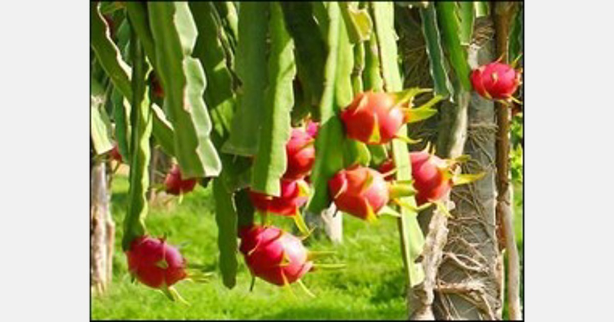 El cultivo de pitaya está aumentando en México, Tailandia e India