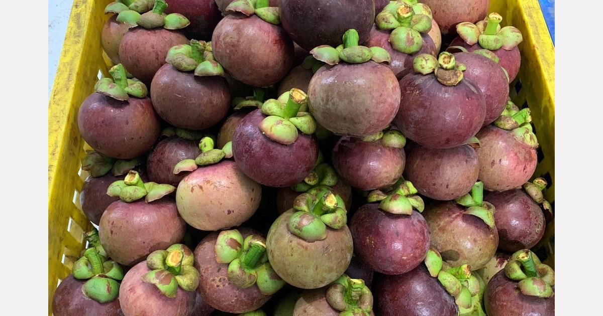 Record long Thai mangosteen season makes Indonesian exporters wonder