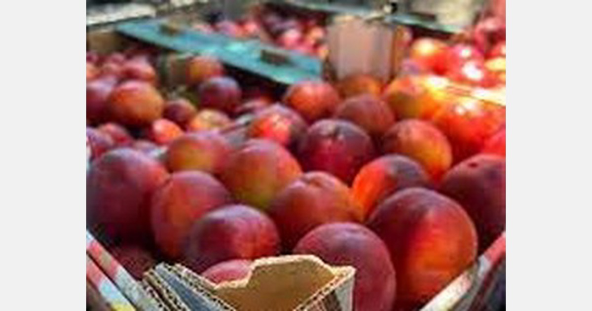 Mareeba fruit growers’ cooling solution creates jobs thanks to RED Grant