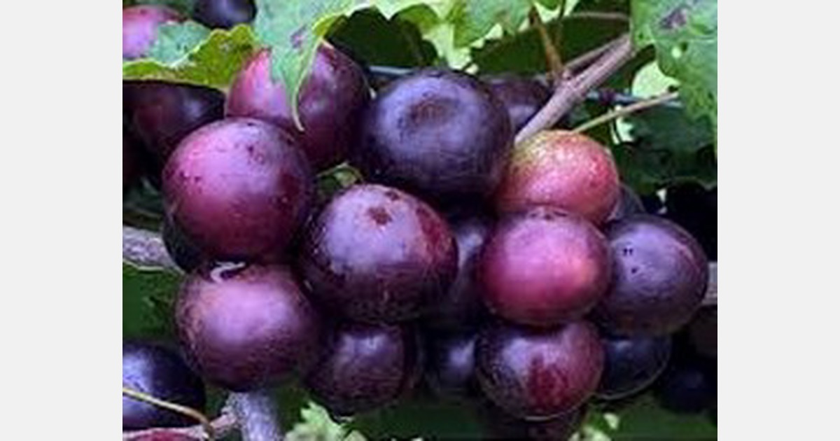 UF/IFAS researchers make muscadine grapes more palatable by freeze