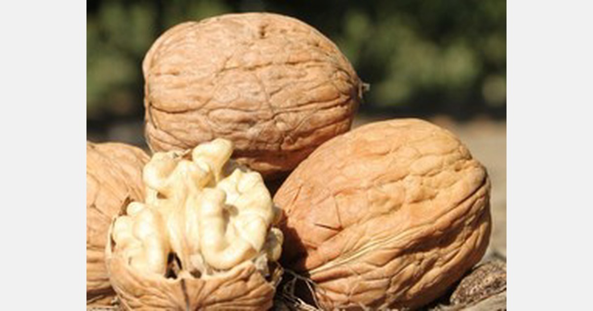 The walnut harvest has begun in what should producers expect?