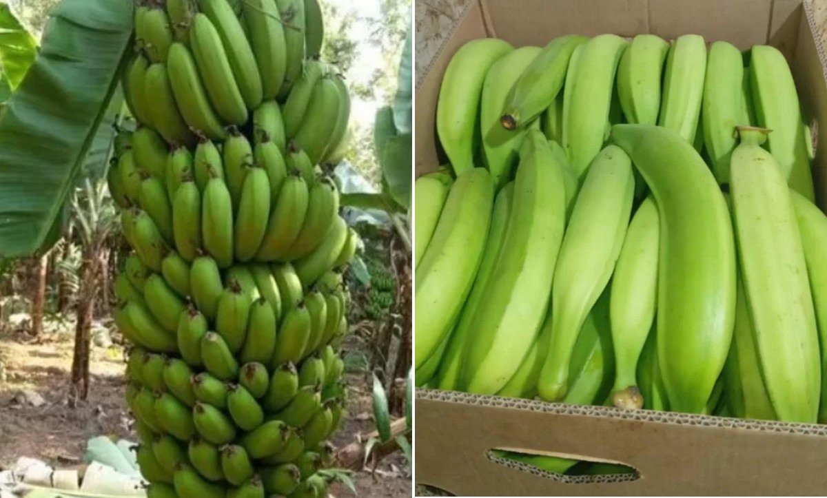 Diversification of eating habits boosts plantain demand