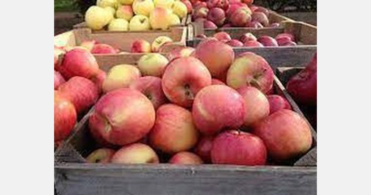 Michigan apple growers might harvest another bumper crop