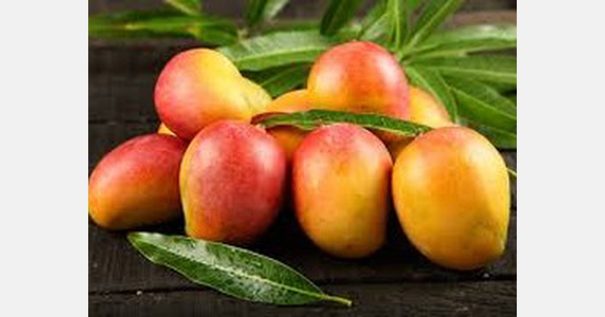 Production of mangoes increasing each year in Rajshahi district