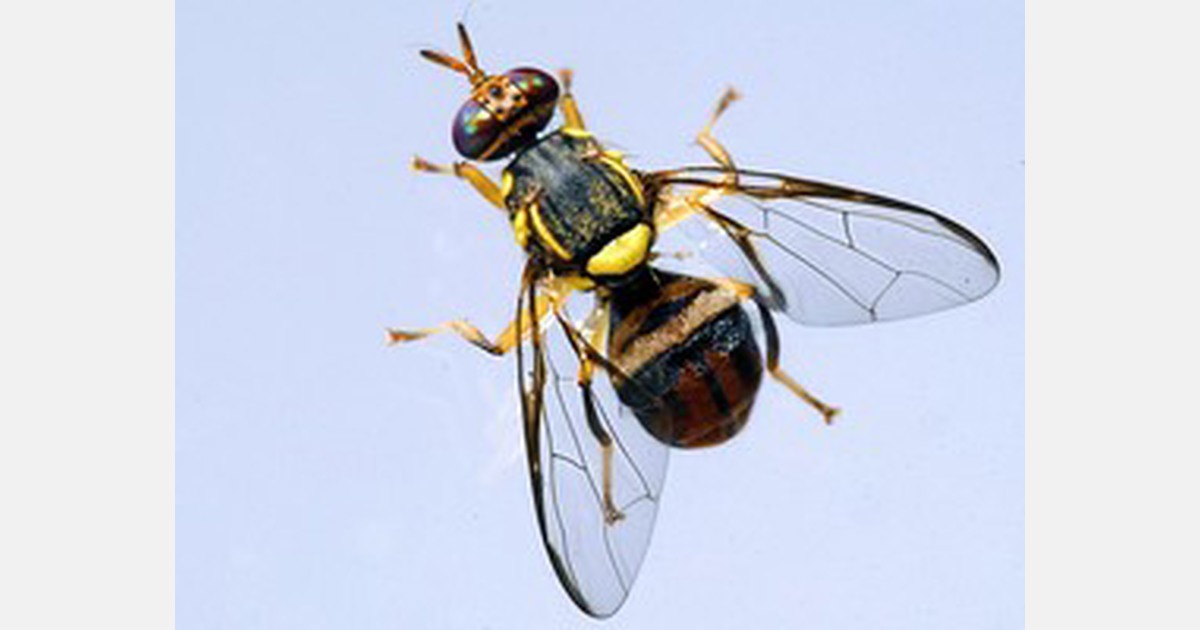 Fruit fly quarantine expands again in California