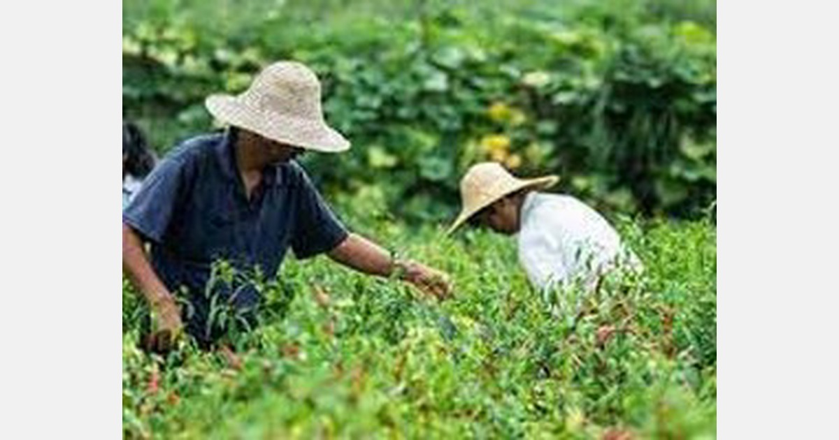 Himachal Pradesh fruit and veg growers consider taking out huge loans for next crop cycle