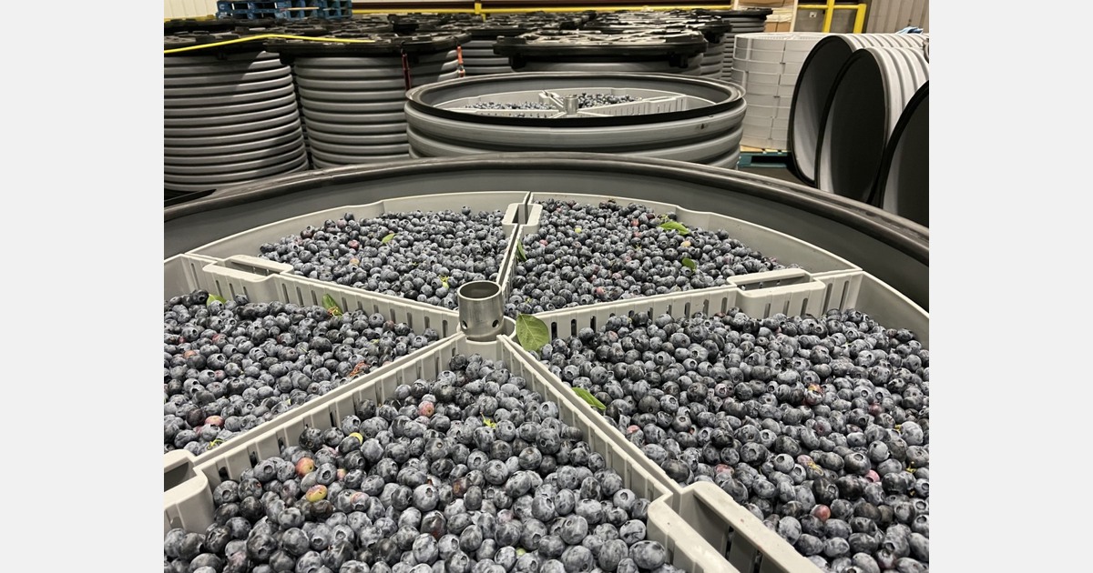 Chambers critical in extending blueberry shelflife during storage