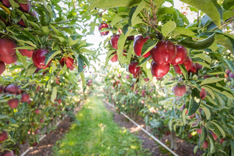 “Larger Washington apple crop offers opportunities”