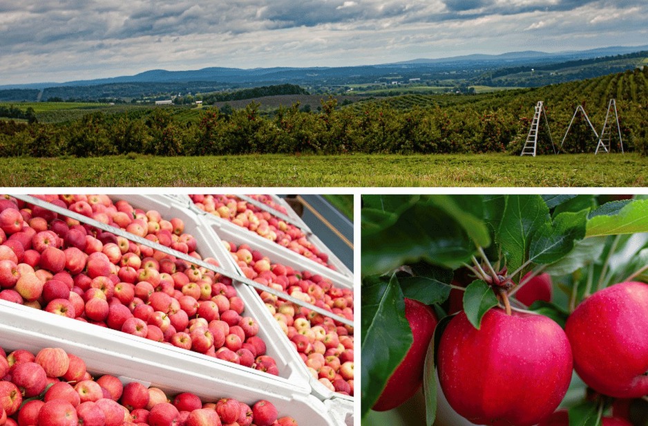 Record apple crop for Pennsylvania