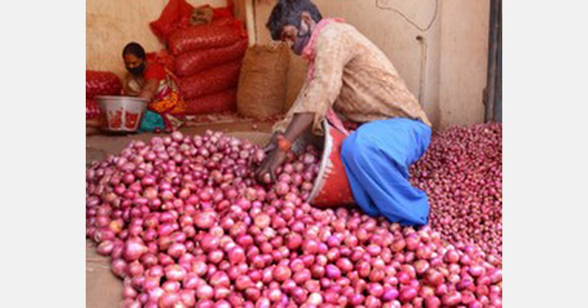 Nashik onion prices continue to be bullish