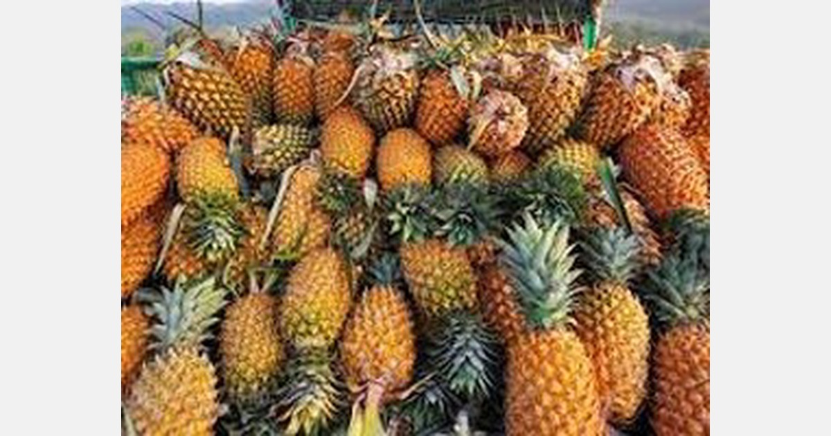 Kerala pineapple farmers plead for ro-ro train service
