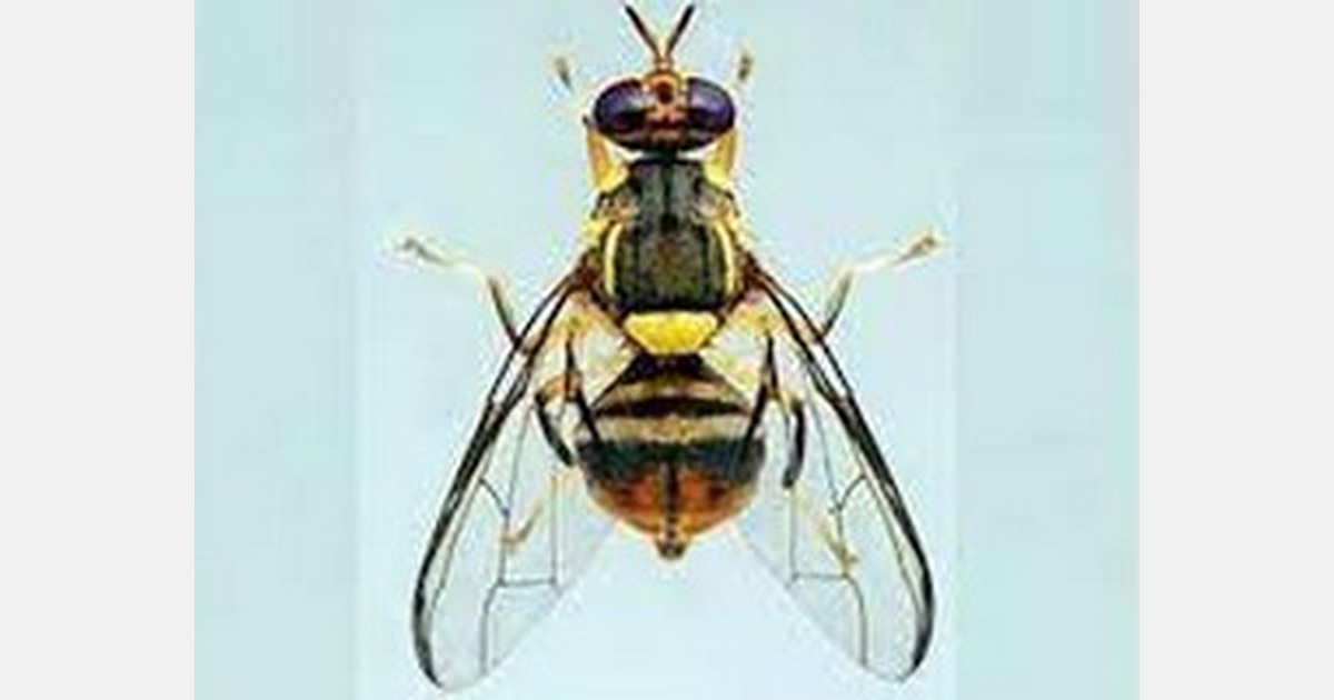 APHIS establishes Oriental Fruit Fly quarantine in San Bernardino and ...