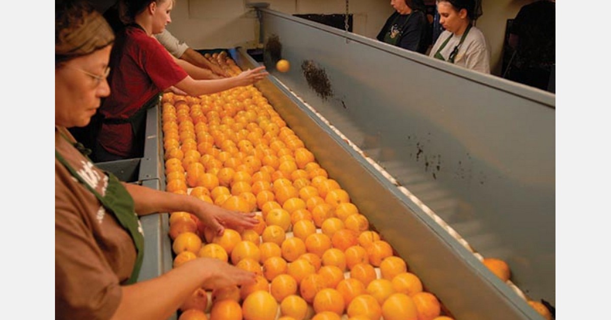 Spring’s dry conditions bring slightly smaller Florida oranges