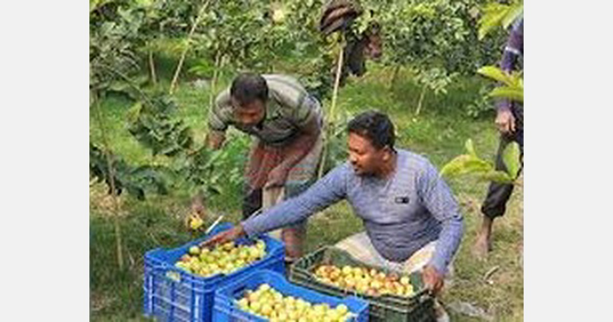 Citrus cultivation stimulates Rajshahi economy