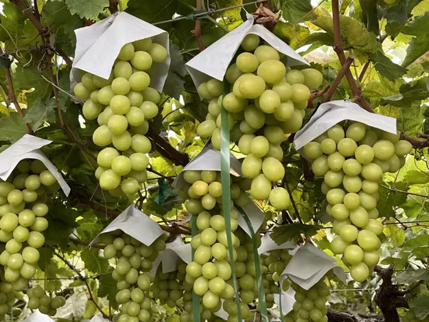 Awe Sum Kicks Off Organic Grape Deal from Peru