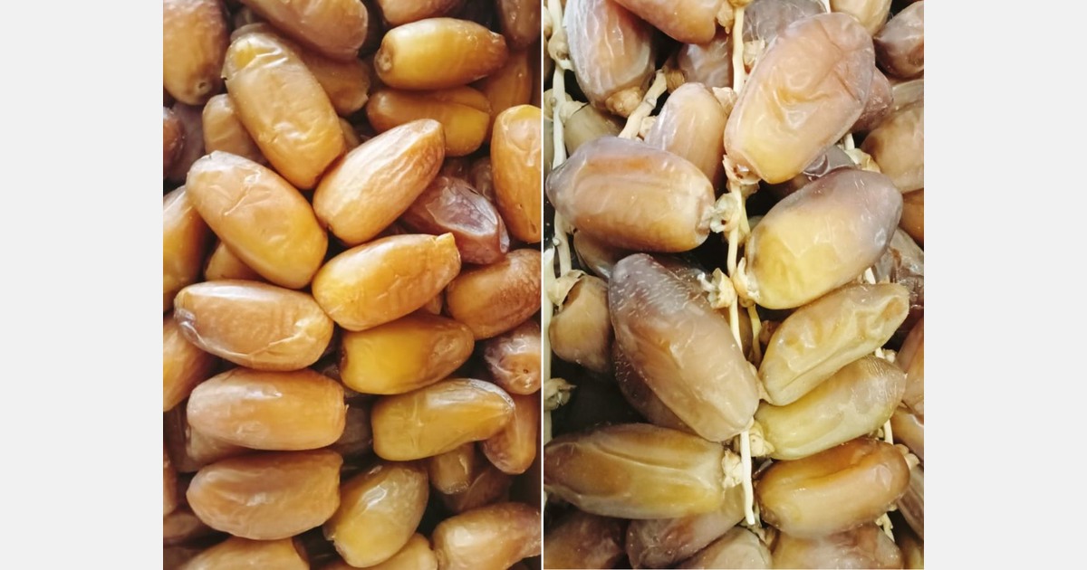 Tunisian dates production increases by 14%