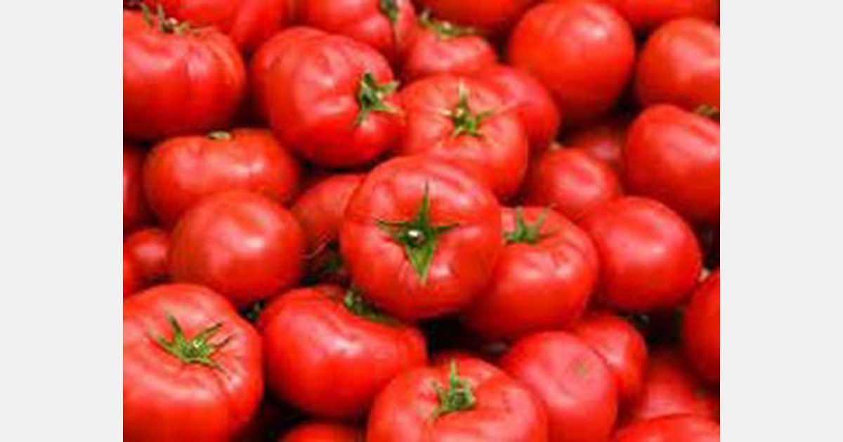 No positive news yet for Bengaluru tomato growers