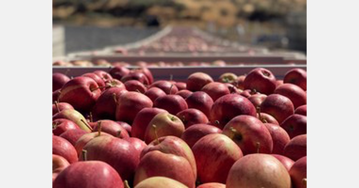 Successful apple harvest season in Yakima, Washington