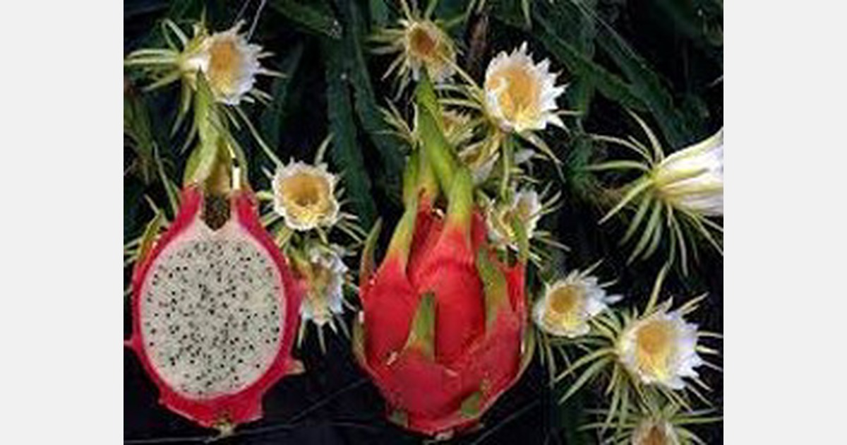 Brazilian researchers develop 'selfpollinating' dragon fruit