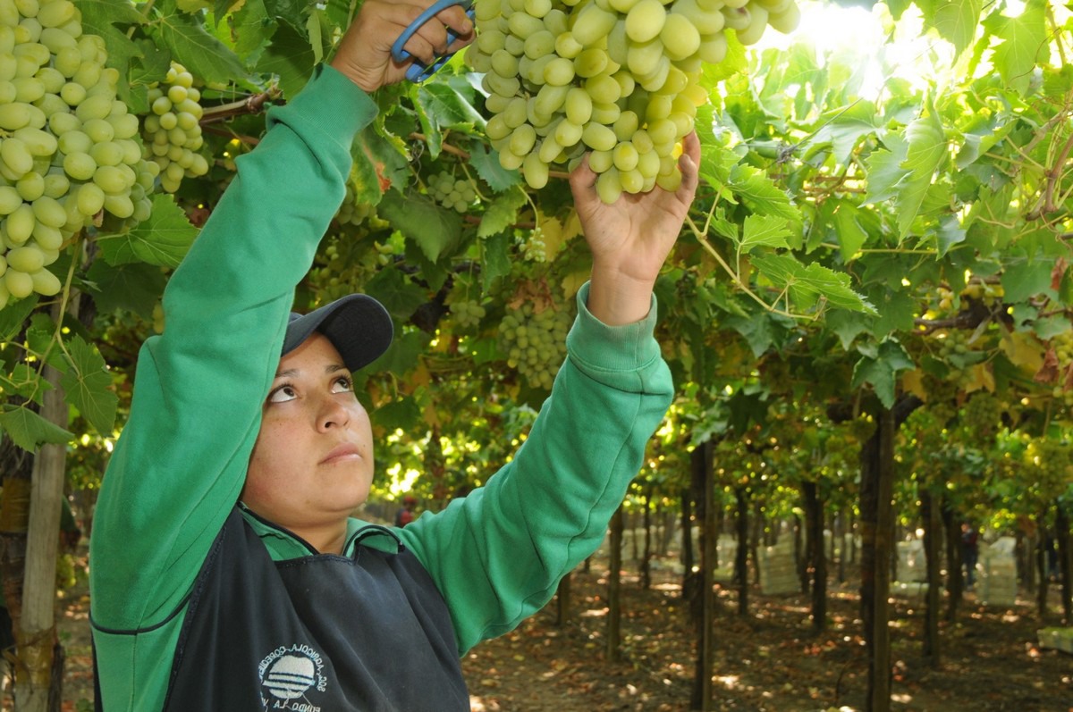 New varieties account for 63 percent of Chile’s table grape exports