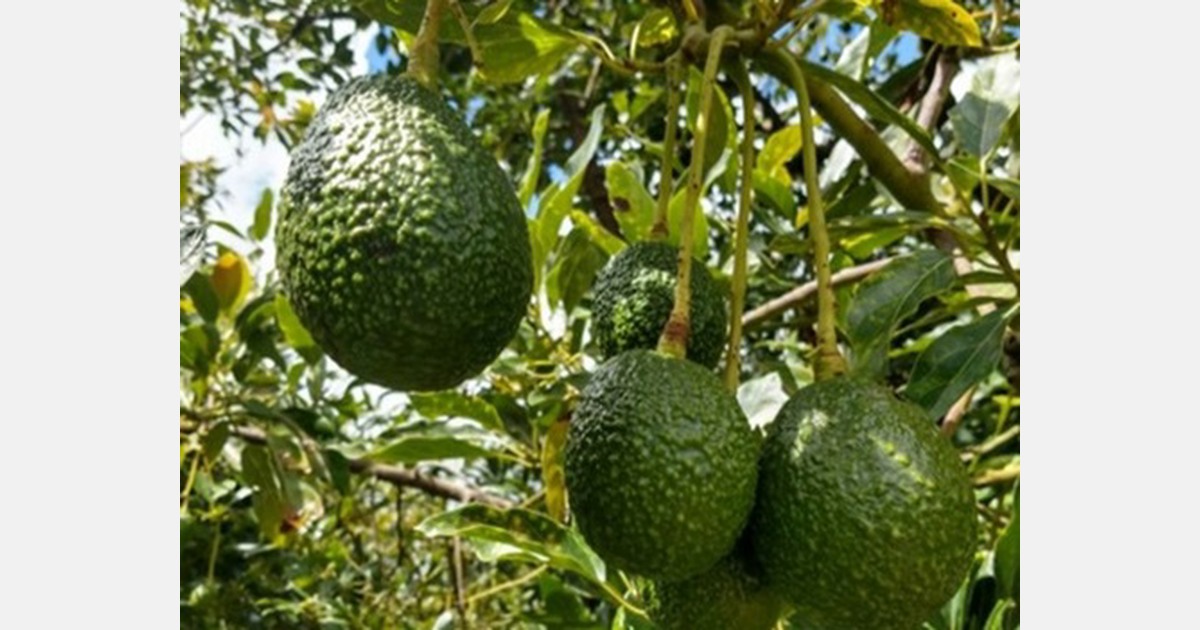Realistic export opportunities for South African avocados