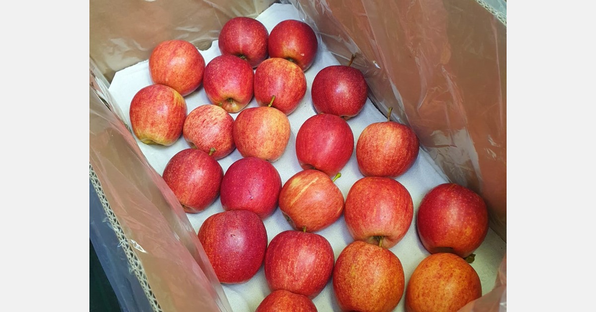 Niższa produkcja jabłek w Polsce przesuwa możliwości wejścia na nowe rynki