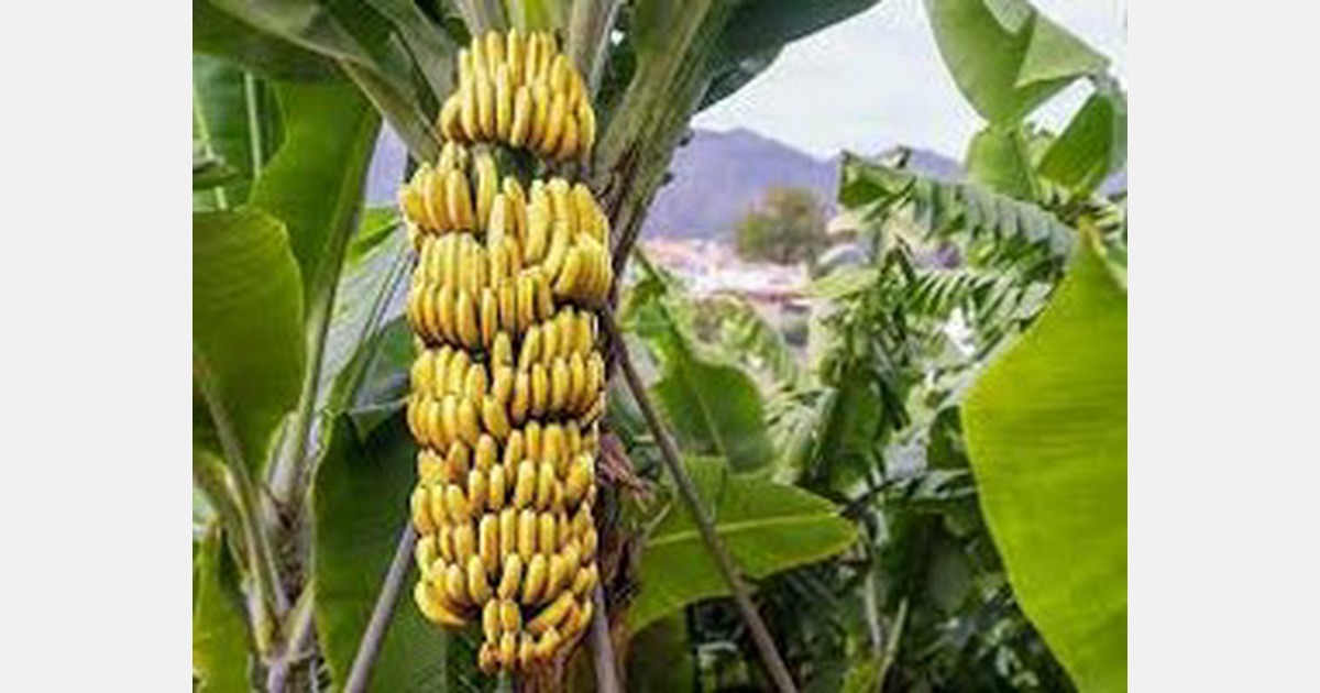 UK accused of plan to further cut cost of bananas at expense of African producers