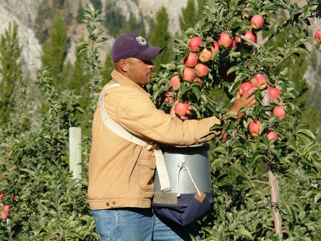 Fuji Apples - Organic Fuji Apple Growers - Washington Fruit Growers