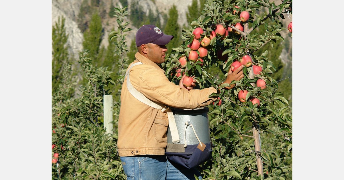 Order Organic Fuji Apples Viva Tierra