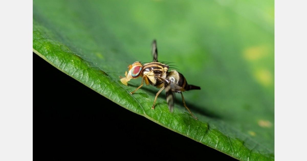 APHIS establishes Mediterranean Fruit Fly and Queensland Fruit Fly ...